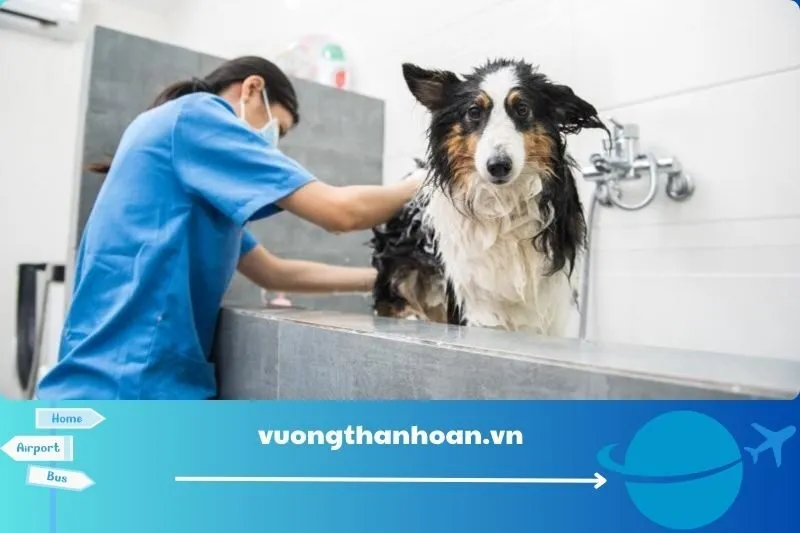 Phòng khám thú y Càng Long