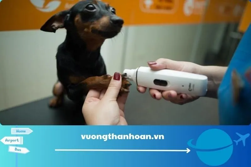 Phòng khám thú y Thuận