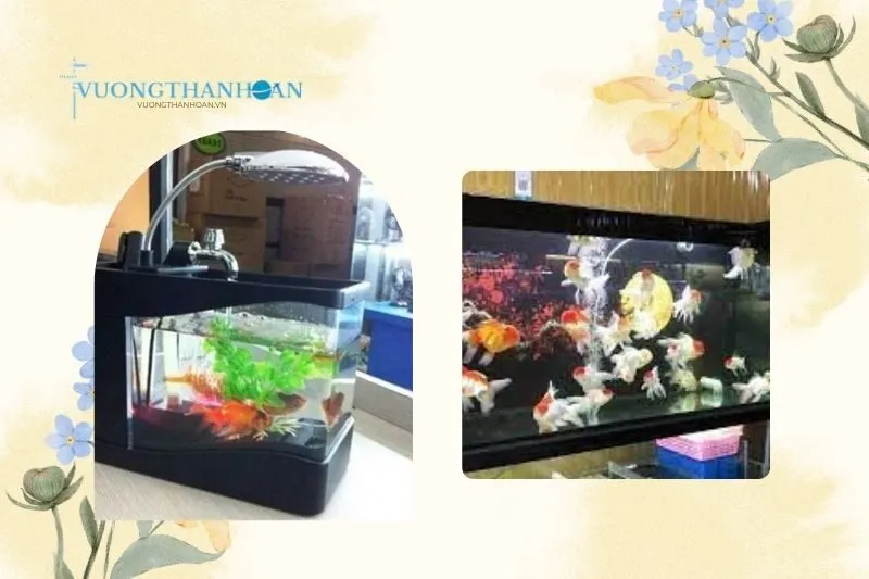 Địa chỉ bán cá cảnh Trà Vinh - Top 5 cửa hàng uy tín nhất