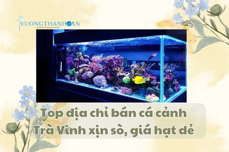 Top địa chỉ bán cá cảnh Trà Vinh xịn sò, giá hạt dẻ 2025