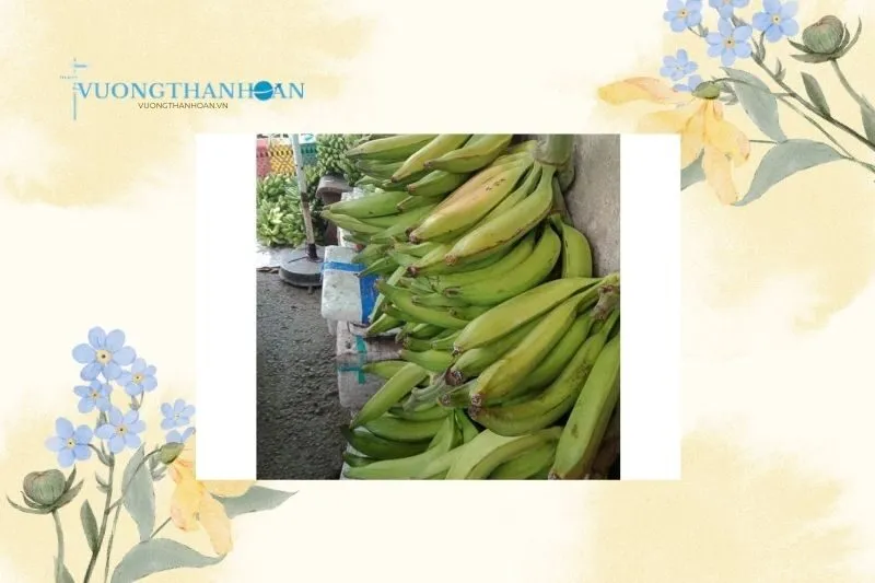 Cách Trồng Chuối Tá Quạ Khổng Lồ Trà Vinh và Những Lưu Ý Quan Trọng