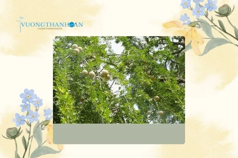 Đặc Điểm Hình Thái Và Sinh Trưởng Của Trái Quách Trà Vinh