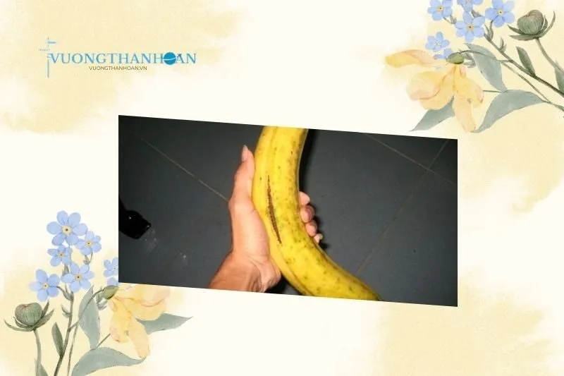 Lý Do Chuối Tá Quạ Khổng Lồ Trà Vinh Được ưa Chuộng