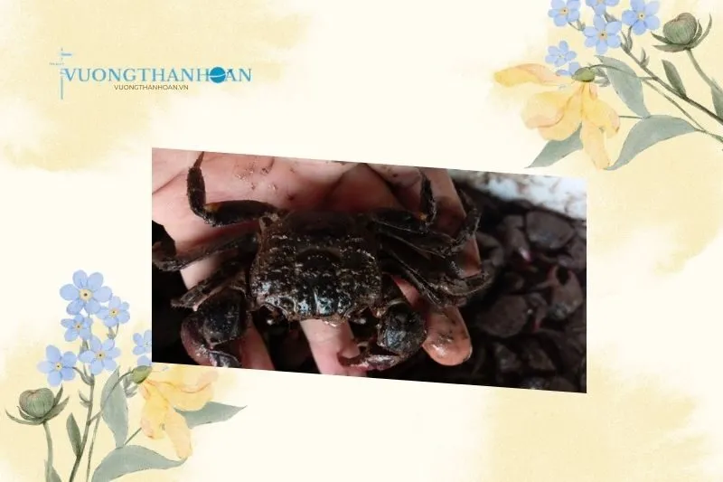 Những Món Ăn Khác Từ Chù Ụ Trà Vinh Không Thể Bỏ Qua