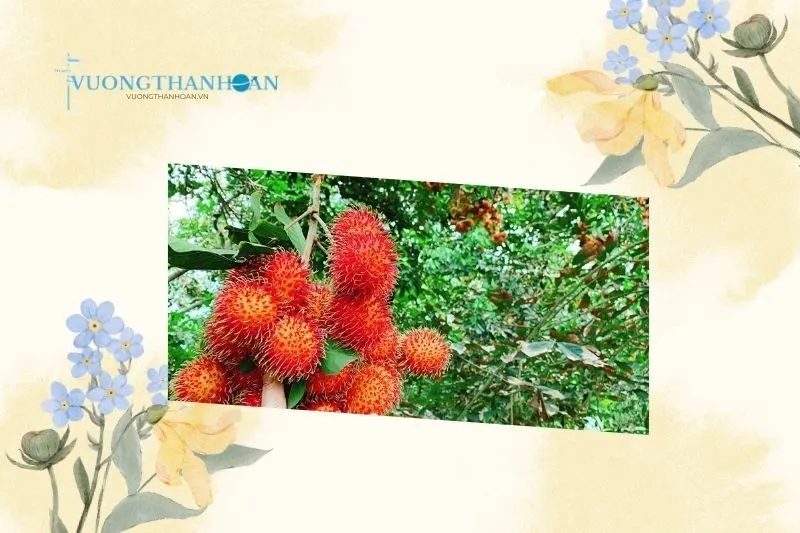 Những trải nghiệm không thể bỏ lỡ tại Cù lao Tân Quy Trà Vinh