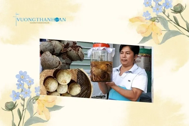 Tác Dụng Tuyệt Vời Của Trái Quách Trà Vinh Đối Với Sức Khỏe