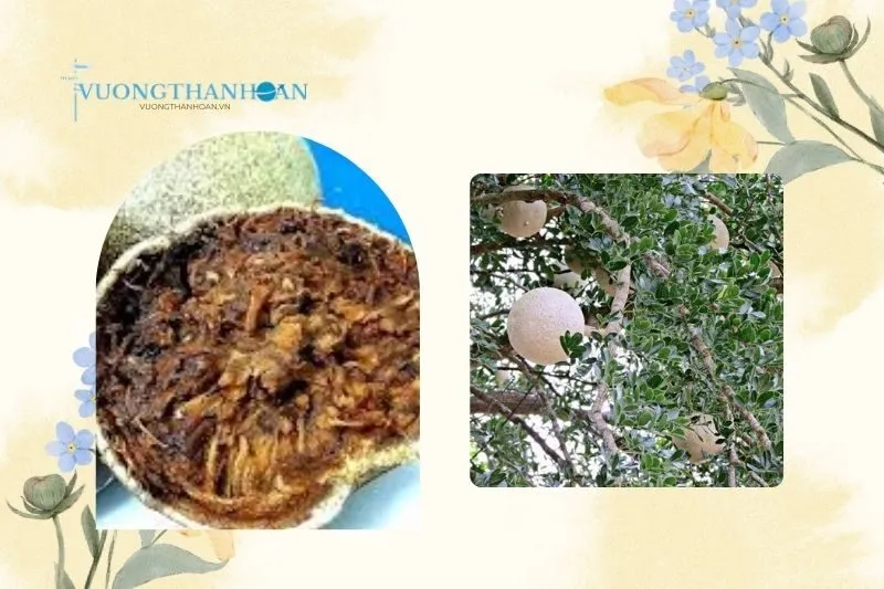 Trái Quách Trà Vinh: Một Đặc Sản Không Thể Bỏ Qua